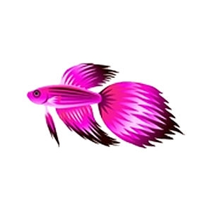 Pink Veiltail Betta